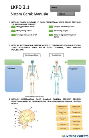 Sistem gerak manusia
