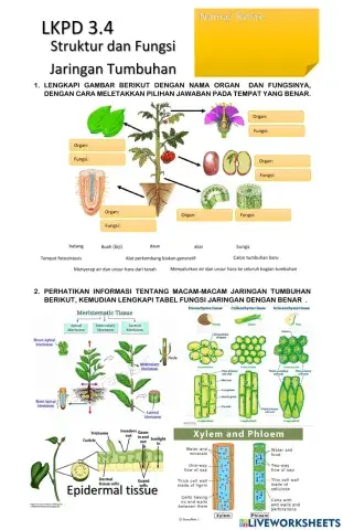 Struktur dan fungsi jaringan tumbuhan