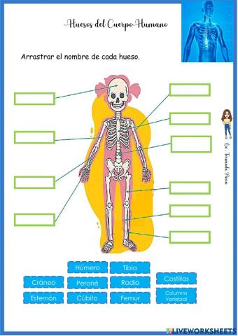 Huesos del cuerpo humano