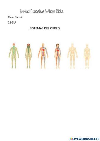 Sistema del cuerpo humano