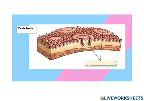 Taste