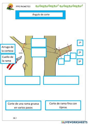 Corte de rama fina y gruesa
