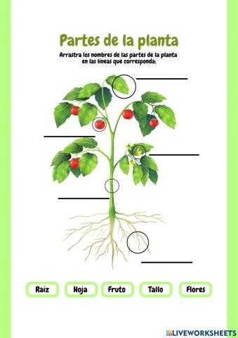 Partes de la planta