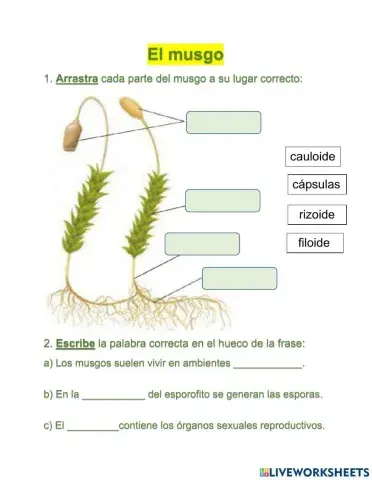 El musgo y sus partes