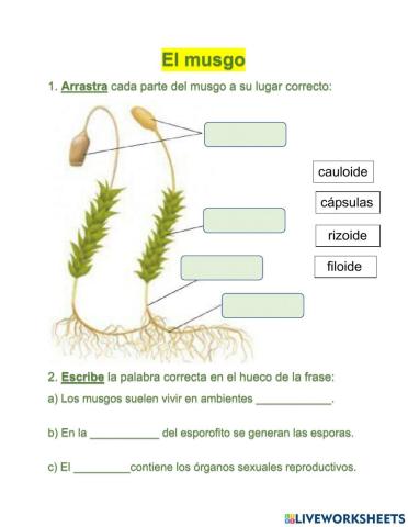 El musgo y sus partes