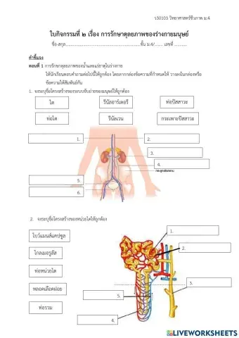 ใบกิจกรรมที่ 2 การรักษาดุลยภาพของร่างกายมนุษย์