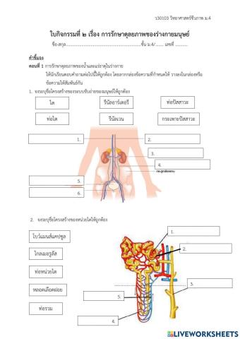 ใบกิจกรรมที่ 2 การรักษาดุลยภาพของร่างกายมนุษย์