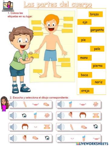 Las partes del cuerpo