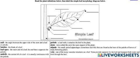 External Leaf Structure