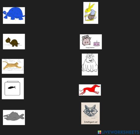 Animals colors and characteristics