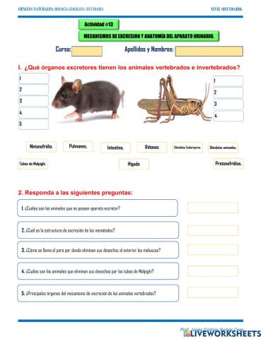 13. mecanismos de excresion y anatomía del aparato urinario.
