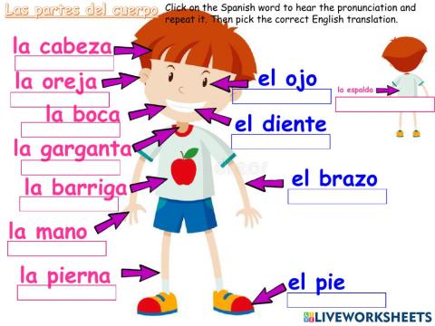 Loas partes del cuerpo