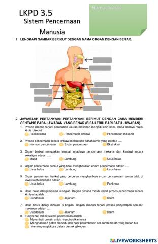 Sistem pencernaan manusia