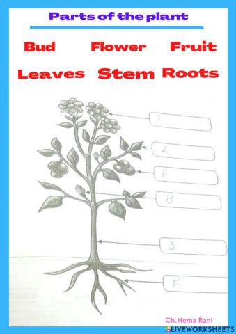 Parts of plants