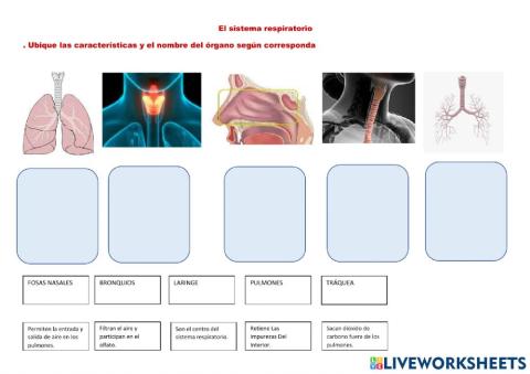 Evaluación del Sistema Respiratorio