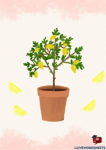 Lemon Tree song