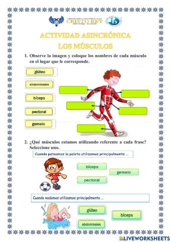 Los músculos del cuerpo humano