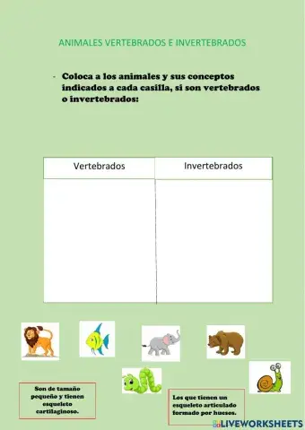 Animales Vertebrado e Invertebrados