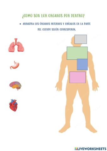 Órganos internos del cuerpo humano