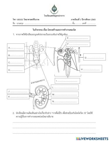 โครงสร้างและการทำงานของไต