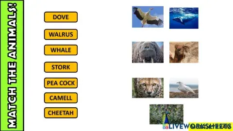 Animals body parts