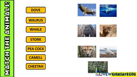 Animals body parts