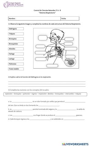 Sistema respiratorio