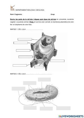 Parts de la cèl·lula