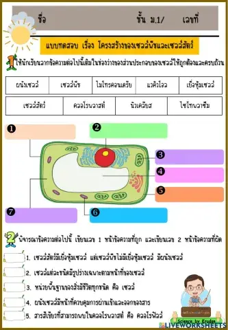 เซลล์