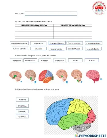 Cerebro psicológico
