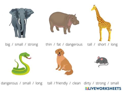 Comparing animals