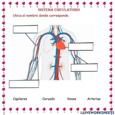 Sistema circulatorio