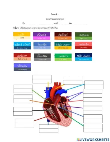 โครงสร้างหัวใจ