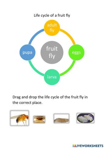 Life Cycle of A Fruit Fly