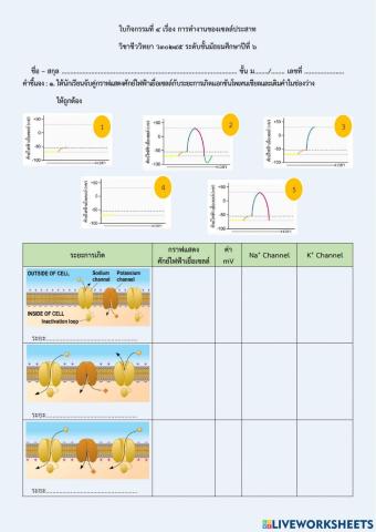 ใบกิจกรรมที่ 4 การทำงานของเซลล์ประสาท