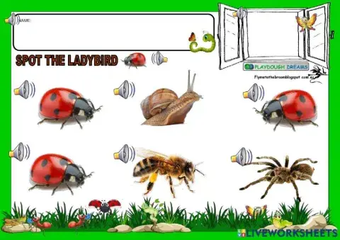 Spot the ladybird