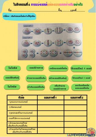 การแบ่งเซลล์