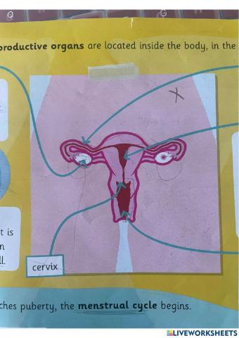 The female reproductive organs
