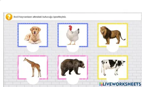 Evcil mi? Yabani mi?