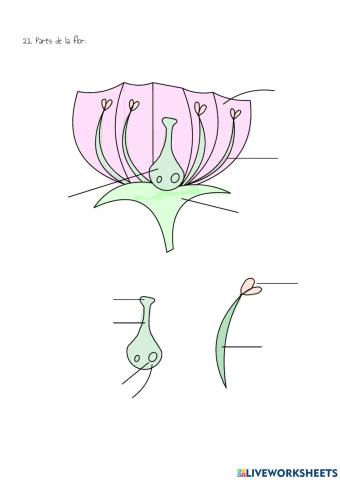 Parts de la flor