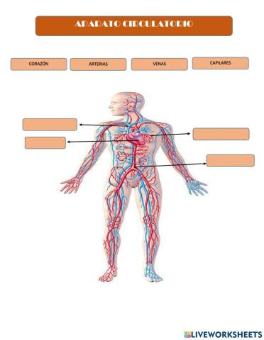 Partes del aparato circulatorio