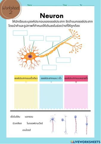 2.เซลล์ประสาท 6-4