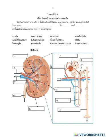 โครงสร้างและการท างานของไต