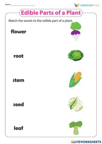 Edible parts of a plant
