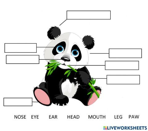 Body part of panda