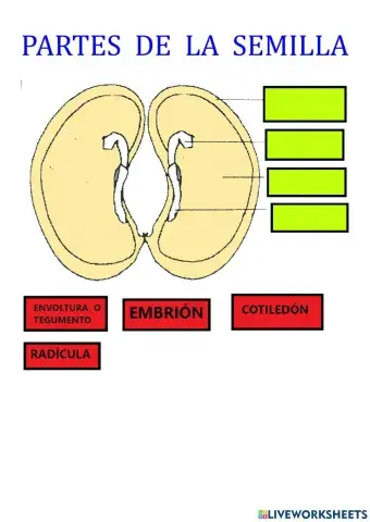 Partes de la semilla.