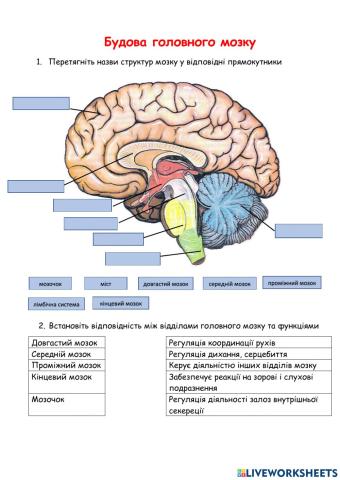 Будова головного мозку людини