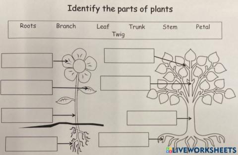 Plants and tree parts