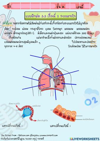 ระบบหายใจ