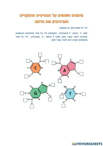 קשרי מימן בבסיסים חנקניים